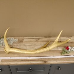 Rothirsch goldfarbig Länge 62 cm Hirsch Stange Abwurfstange 71.1.140