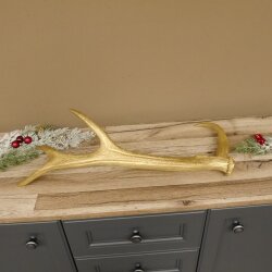 Rothirsch goldfarbig Länge 62 cm Hirsch Stange Abwurfstange 71.1.140