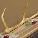 Rothirsch goldfarbig Länge 61 cm Hirsch Stange Abwurfstange 71.1.141
