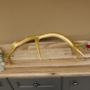 Rothirsch goldfarbig Länge 61 cm Hirsch Stange Abwurfstange 71.1.141
