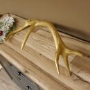 Rothirsch goldfarbig Länge 61 cm Hirsch Stange Abwurfstange 71.1.141
