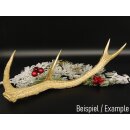 Rothirsch goldfarbig Länge 49 cm Hirsch Stange...