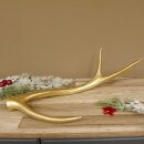Rothirsch goldfarbig Länge 49 cm Hirsch Stange Abwurfstange 71.1.136