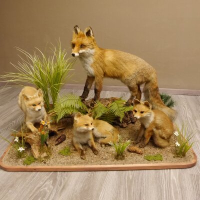 Fuchs Familie mit 3 Welpen Raubtier Rotfuchs auf Dekoplatte Tierpräparat Präparat Wild Trophäe 89.8.146