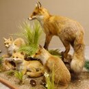 Fuchs Familie mit 3 Welpen Raubtier Rotfuchs auf Dekoplatte Tierpräparat Präparat Wild Trophäe 89.8.146