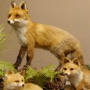 Fuchs Familie mit 3 Welpen Raubtier Rotfuchs auf Dekoplatte Tierpräparat Präparat Wild Trophäe 89.8.146
