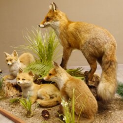 Fuchs Familie mit 3 Welpen Raubtier Rotfuchs auf Dekoplatte Tierpräparat Präparat Wild Trophäe 89.8.146