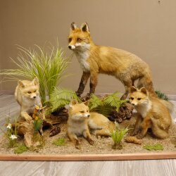 Fuchs Familie mit 3 Welpen Raubtier Rotfuchs auf Dekoplatte Tierpräparat Präparat Wild Trophäe 89.8.146
