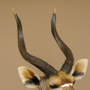 Nyala Antilope Kopf Schulter Präparat Afrika afrikanische Trophäe 95.22.5