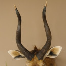 Nyala Antilope Kopf Schulter Präparat Afrika afrikanische Trophäe 95.22.5