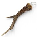 Décapsuleur Décapsuleur Bois de cerf Corne Corne de ramure Longueur 27 cm 27.1.419