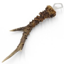 Décapsuleur Décapsuleur Bois de cerf Corne Corne de ramure Longueur 27 cm 27.1.419