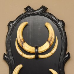 Warzenschwein Waffen 2 Paar Keiler Gewaffe Gewaff Zähne Afrika auf Trophäenschild Hauer max. 30 cm