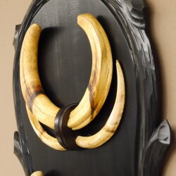 Warzenschwein Waffen 2 Paar Keiler Gewaffe Gewaff Zähne Afrika auf Trophäenschild Hauer max. 30 cm