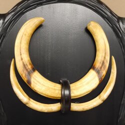Warzenschwein Waffen 2 Paar Keiler Gewaffe Gewaff Zähne Afrika auf Trophäenschild Hauer max. 30 cm