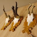 3 Stück Rehgeweihe abnorm auf Trophäenschildern Rehbock Reh Bock Geweihe 22.1106