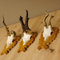 3 Stück Rehgeweihe abnorm auf Trophäenschildern Rehbock Reh Bock Geweihe 22.1106