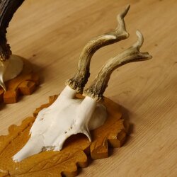 3 Stück Rehgeweihe abnorm auf Trophäenschildern Rehbock Reh Bock Geweihe 22.1106