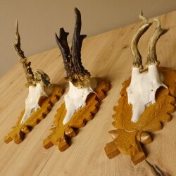 3 Stück Rehgeweihe abnorm auf Trophäenschildern Rehbock Reh Bock Geweihe 22.1106