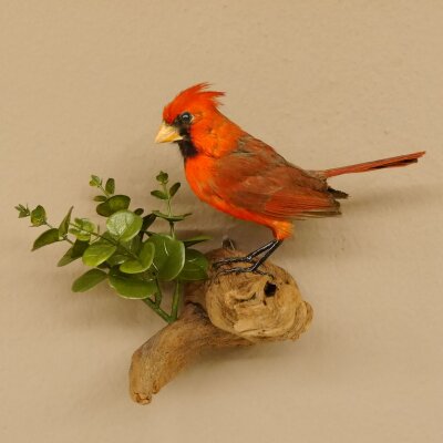 Kardinalvogel Rotkardinal roter Kardinal Vogel Tierpräparat mit Herkunftsnachweis