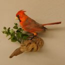 Kardinalvogel Rotkardinal roter Kardinal Vogel Tierpräparat mit Herkunftsnachweis