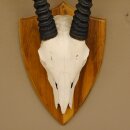 Oryx (Oryx gazella) Antilope Hornlänge 94 cm Spießbock Afrika Schädeltrophäe Trophäenschild