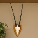 Oryx (Oryx gazella) Antilope Hornlänge 94 cm Spießbock Afrika Schädeltrophäe Trophäenschild