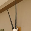 Oryx (Oryx gazella) Antilope Hornlänge 94 cm Spießbock Afrika Schädeltrophäe Trophäenschild