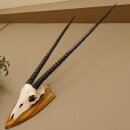 Oryx (Oryx gazella) Antilope Hornlänge 94 cm Spießbock Afrika Schädeltrophäe Trophäenschild