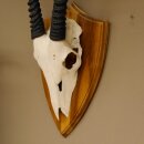Oryx (Oryx gazella) Antilope Hornlänge 94 cm Spießbock Afrika Schädeltrophäe Trophäenschild