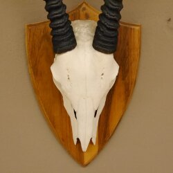 Oryx (Oryx gazella) Antilope Hornlänge 94 cm Spießbock Afrika Schädeltrophäe Trophäenschild
