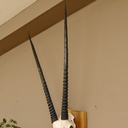 Oryx (Oryx gazella) Antilope Hornlänge 94 cm Spießbock Afrika Schädeltrophäe Trophäenschild