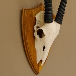 Oryx (Oryx gazella) Antilope Hornlänge 94 cm Spießbock Afrika Schädeltrophäe Trophäenschild