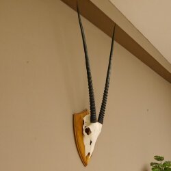 Oryx (Oryx gazella) Antilope Hornlänge 94 cm Spießbock Afrika Schädeltrophäe Trophäenschild