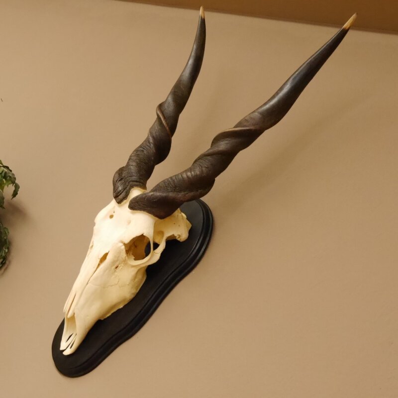 Eland Antelope Africa Skull Trophy from Antlers & Trophies