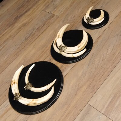 Warthog Weapons Set of 3 Tusks max. 14.2-25 cm Boar Weapons Africa Trophies Signs