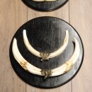 Warthog Weapons Set of 3 Tusks max. 14.2-25 cm Boar Weapons Africa Trophies Signs