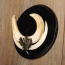 Warthog Weapons Set of 3 Tusks max. 14.2-25 cm Boar Weapons Africa Trophies Signs