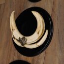 Warthog Weapons Set of 3 Tusks max. 14.2-25 cm Boar Weapons Africa Trophies Signs