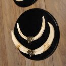Warthog Weapons Set of 3 Tusks max. 14.2-25 cm Boar Weapons Africa Trophies Signs