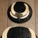 Warthog Weapons Set of 3 Tusks max. 14.2-25 cm Boar Weapons Africa Trophies Signs