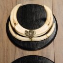 Warthog Weapons Set of 3 Tusks max. 14.2-25 cm Boar Weapons Africa Trophies Signs