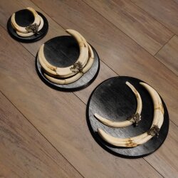 Warthog Weapons Set of 3 Tusks max. 14.2-25 cm Boar Weapons Africa Trophies Signs