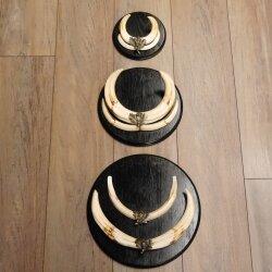 Warthog Weapons Set of 3 Tusks max. 14.2-25 cm Boar Weapons Africa Trophies Signs