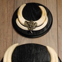 Warthog Weapons Set of 3 Tusks max. 14.2-25 cm Boar Weapons Africa Trophies Signs