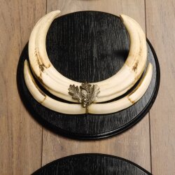 Warthog Weapons Set of 3 Tusks max. 14.2-25 cm Boar Weapons Africa Trophies Signs
