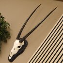 Oryx (Oryx gazella) Antilope Hoornlengte 84 cm...