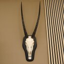 Oryx (Oryx gazella) Antilope Hornlänge 84 cm Spießbock Afrika Schädeltrophäe Trophäenschild Hörner fest