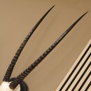 Oryx (Oryx gazella) Antilope Hornlänge 84 cm Spießbock Afrika Schädeltrophäe Trophäenschild Hörner fest