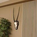 Oryx (Oryx gazella) Antilope Hornlänge 84 cm Spießbock Afrika Schädeltrophäe Trophäenschild Hörner fest